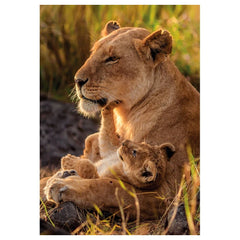 Clementoni - Puzzle Amor Felino - Puzzles - Edad +12 - 500 Piezas - CLM35615