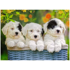 Ravensburger - Perritos Acurrucados - 200 Piezas - Rompecabezas