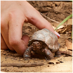 Schleich - Vida Salvaje - Tortuga Gigante - Figuras de Acción y Juguetes - 14824