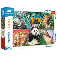 Trefl - Rompecabezas de 1000 Piezas - Puzzles - 14 - TRF10672