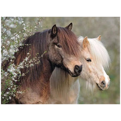 Two horses, one dark brown and the other white, stand together surrounded by white flowers in a natural outdoor setting.