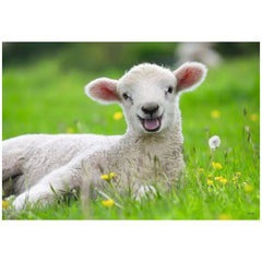 Ravensburger - Nuestros Animales de Granja - 2x12 Piezas - Rompecabezas