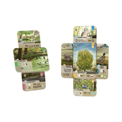 Asmodee - Forest Shuffle - Dartmoor - Juegos de Mesa - +10 - STR8727 - Edición Italiana