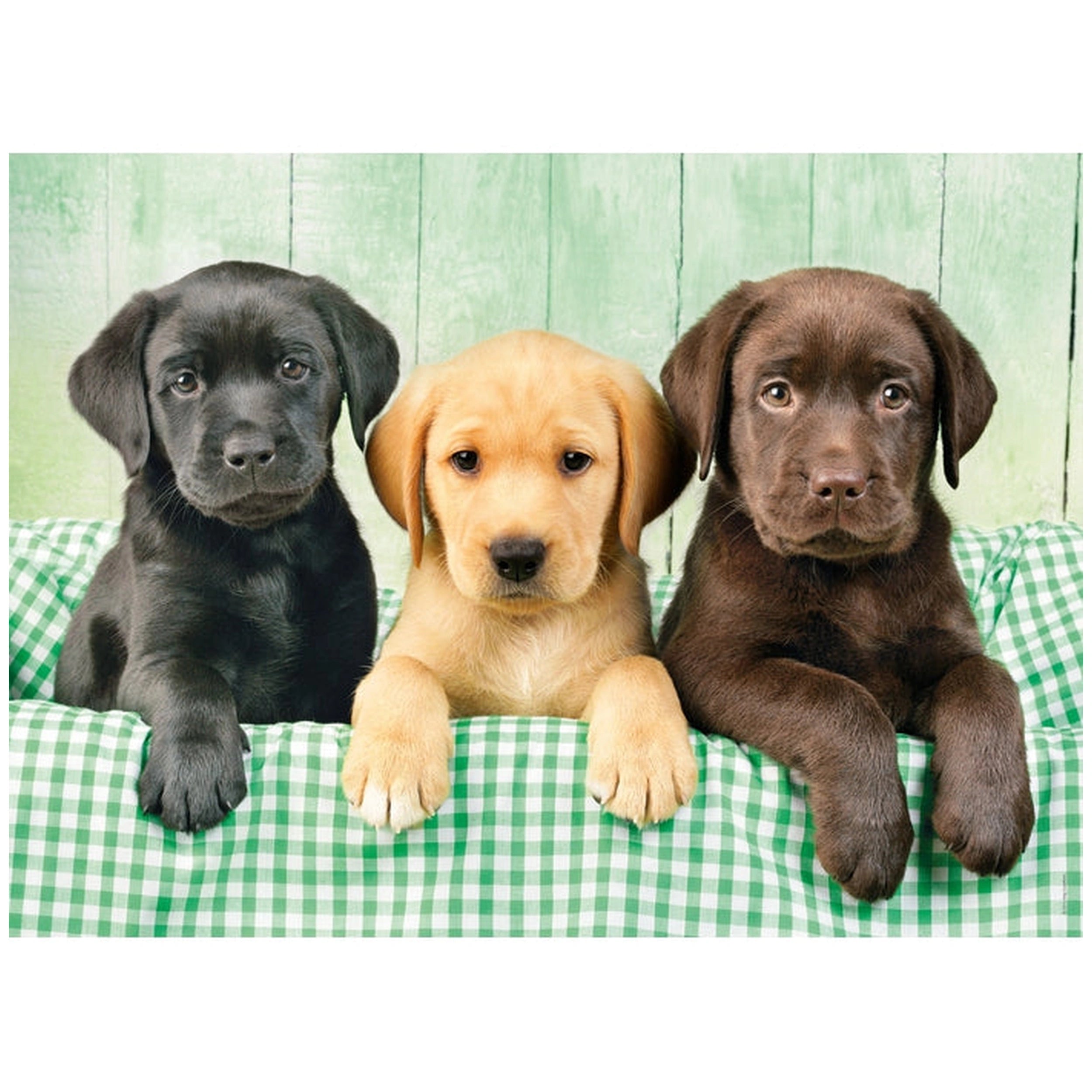 Clementoni Colección de Alta Calidad - Rompecabezas de 1000 Piezas de Tres Cachorros de Laboratorio