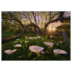 Heye - Puzzle Calla Clearing online kaufen - Marc Adamus - Puzzle Age: +14 - HEY29906