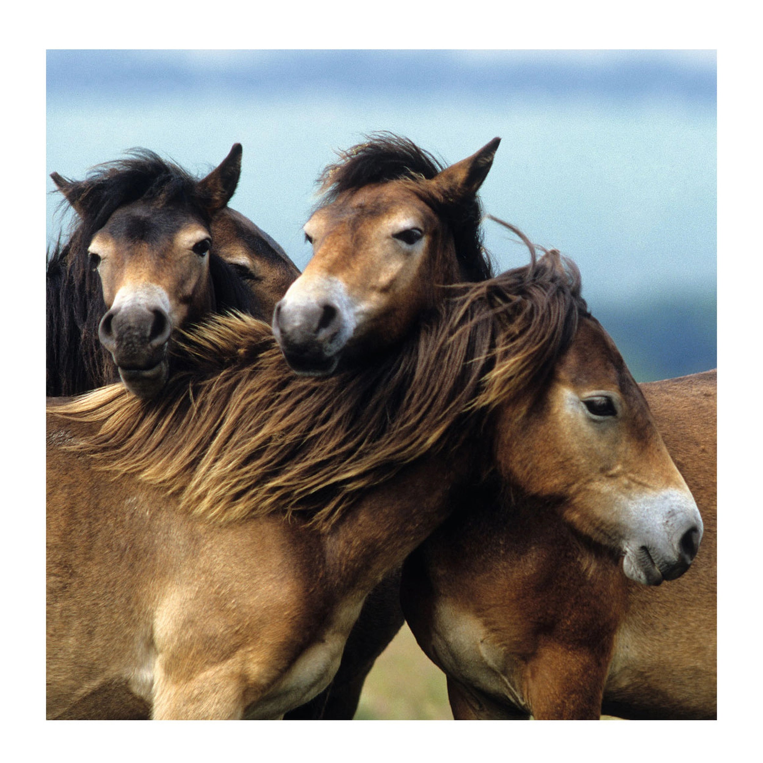 Ravensburger - Ponis Lindos - 3x49 Piezas - Rompecabezas