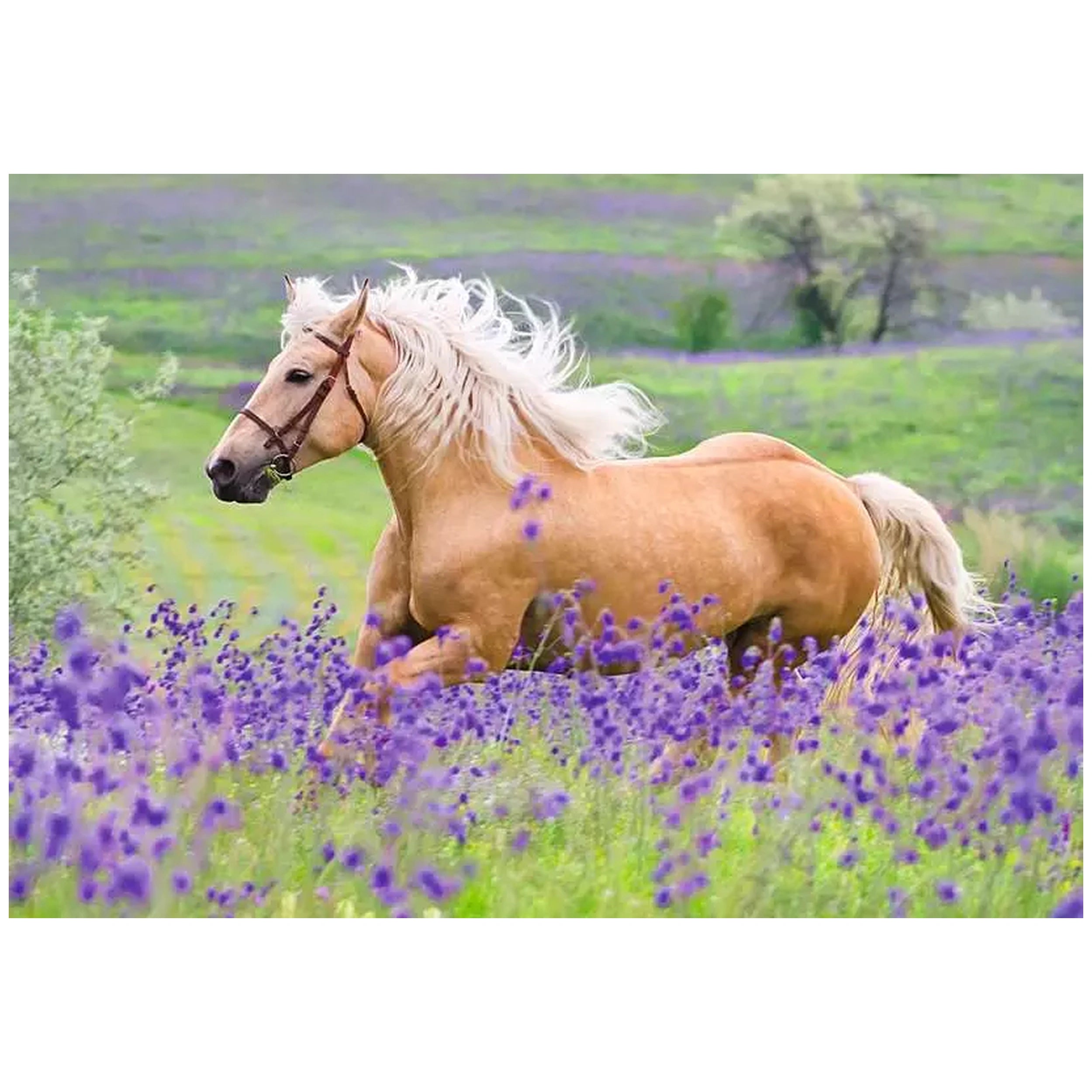 Ravensburger - Amor por los Caballos - 2x24 Piezas - Rompecabezas