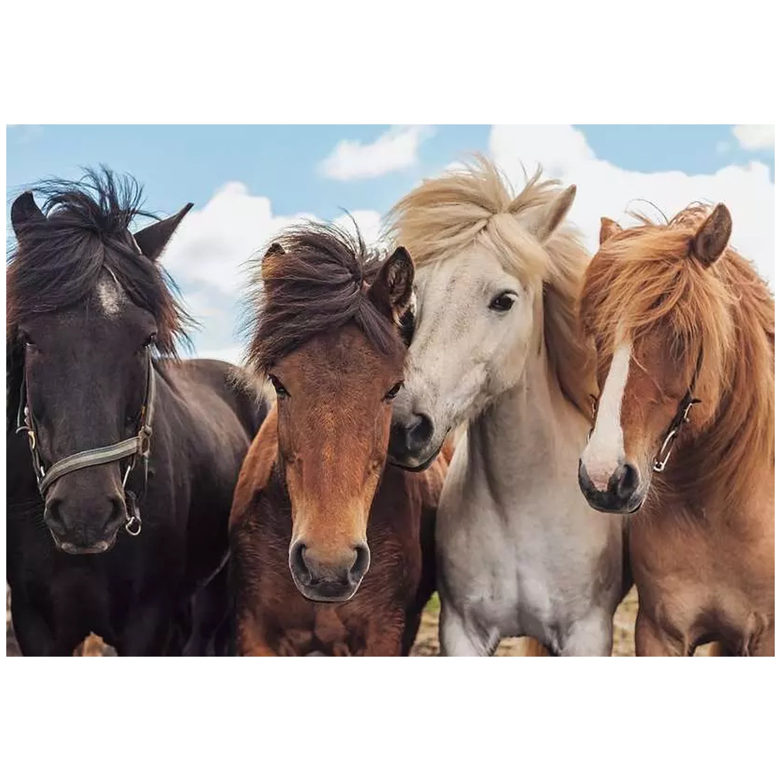 Ravensburger - Amor por los Caballos - 2x24 Piezas - Rompecabezas
