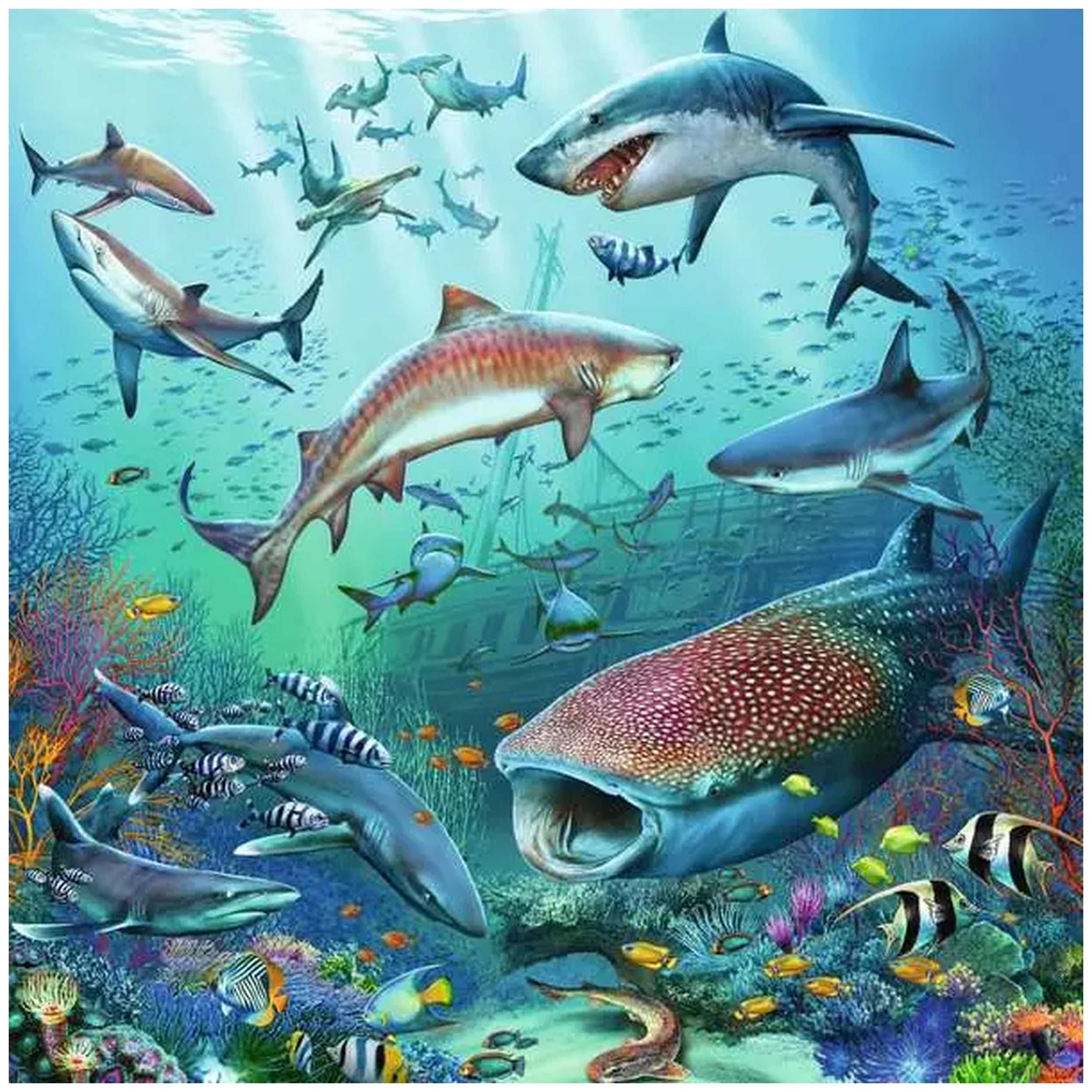 Ravensburger - Vida Silvestre Oceánica - 3x49 Piezas - Rompecabezas