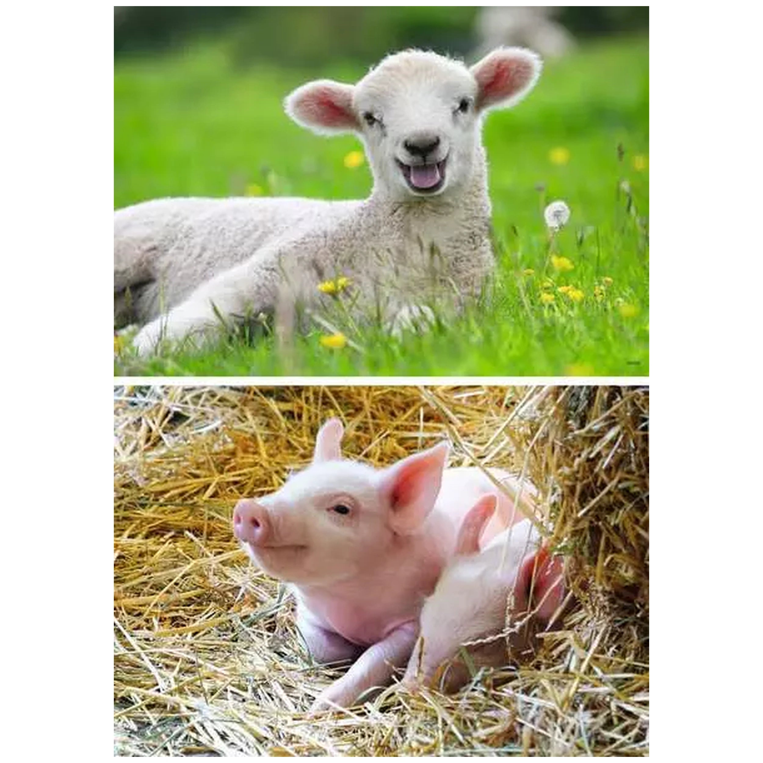 Ravensburger - Nuestros Animales de Granja - 2x12 Piezas - Rompecabezas