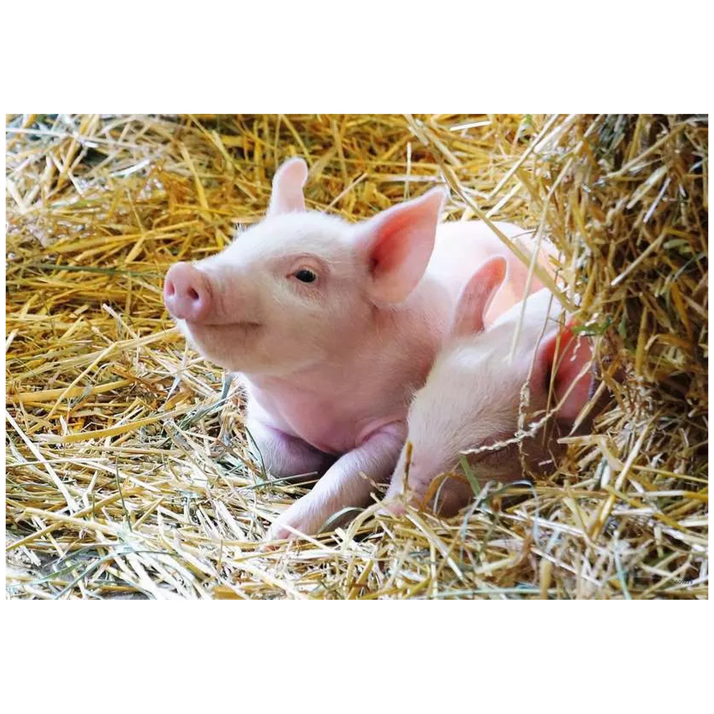 Ravensburger - Nuestros Animales de Granja - 2x12 Piezas - Rompecabezas