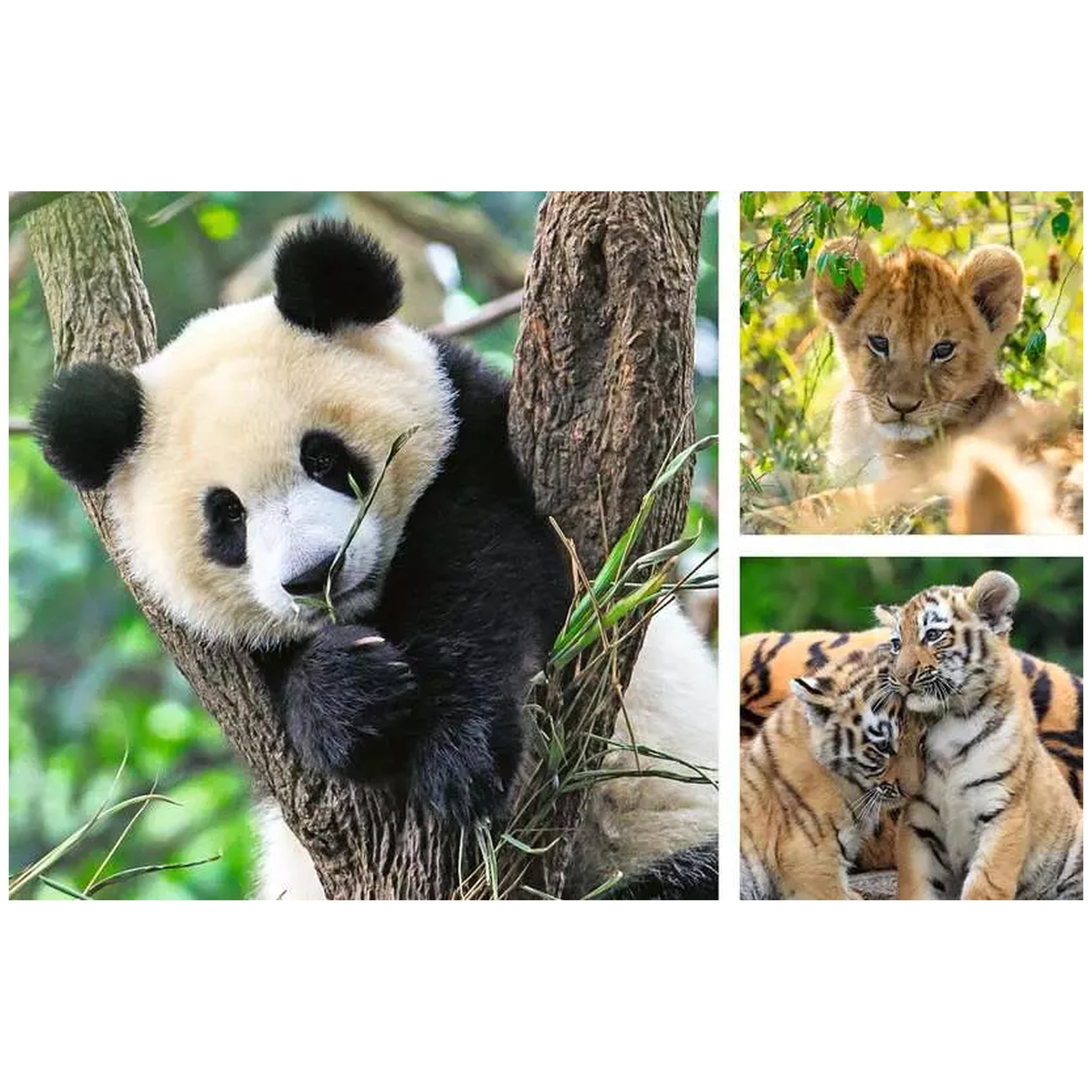 Ravensburger - Panda, Tigre y León - 3x49 Piezas - Rompecabezas