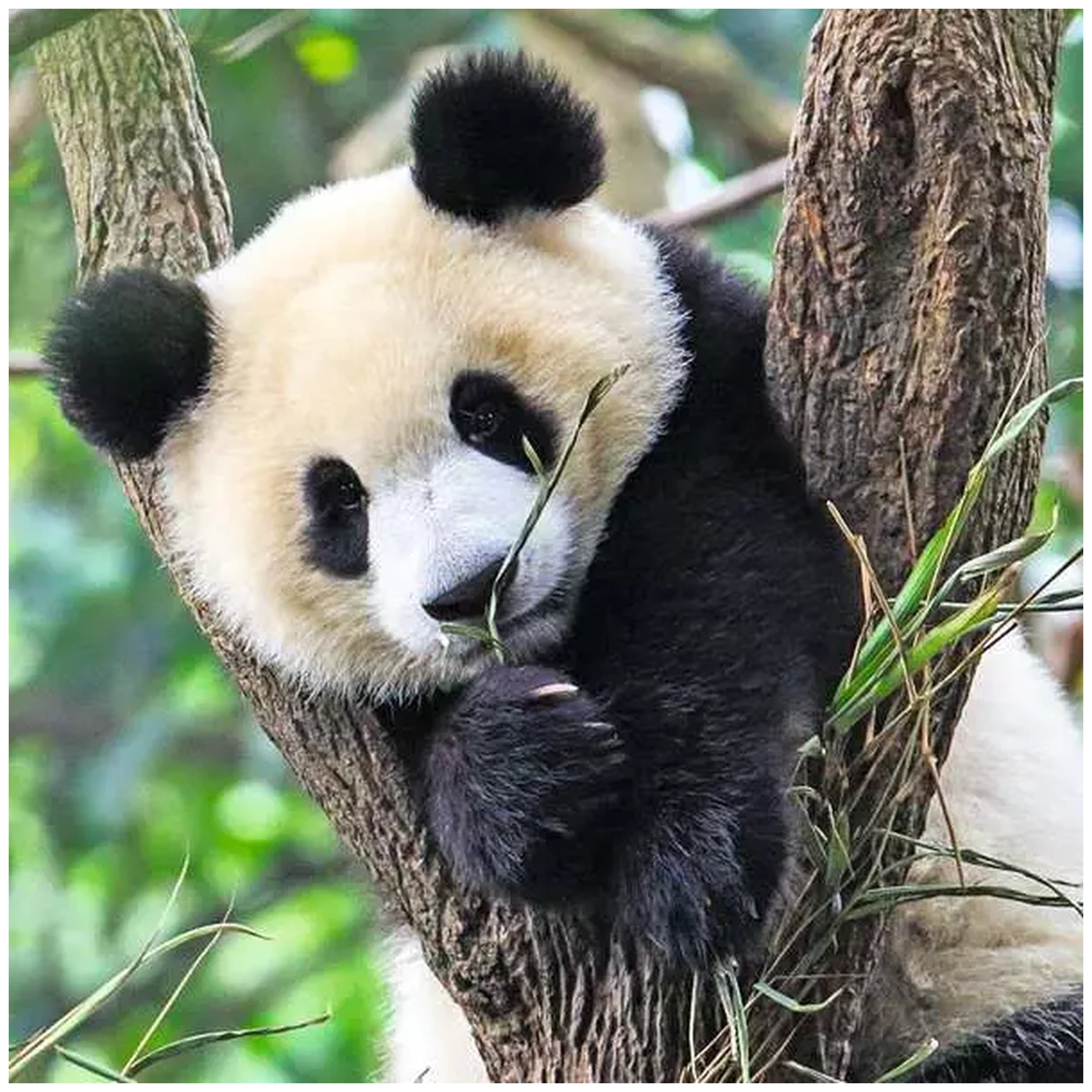 Ravensburger - Panda, Tigre y León - 3x49 Piezas - Rompecabezas