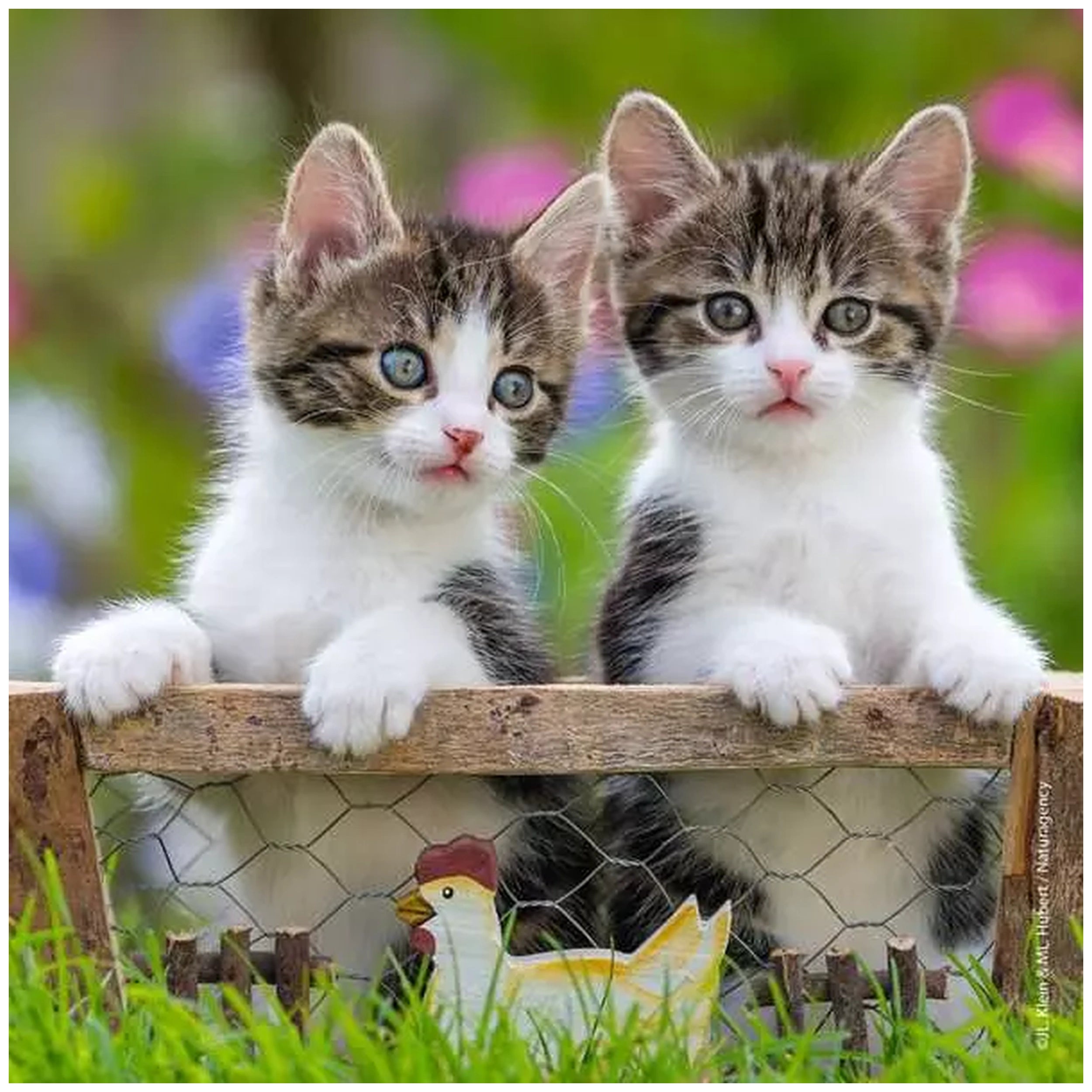 Ravensburger - Sweet Velvet Paws - 3x49 Pieces - Puzzles