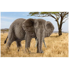 Schleich - Wild Life - African Elephant Female - Action & Toy Figures - 14761