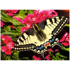 Ravensburger - Rompecabezas 500 Piezas Animales Coloridos - Puzzles