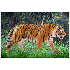 Schleich - Wild Life - Tiger - Action & Toy Figures - 14729